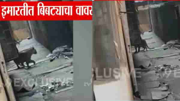Mira Bhayandar : मीरा-भाईंदरमधील इमारतीत शिरला बिबट्या, हल्ल्यात तिघे जखमी