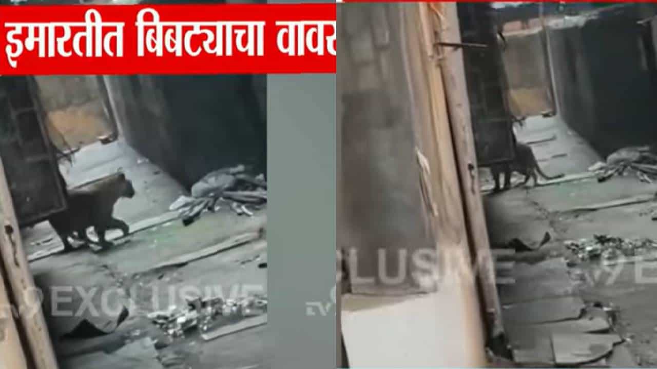 Mira Bhayandar : मीरा-भाईंदरमधील इमारतीत शिरला बिबट्या, हल्ल्यात तिघे जखमी