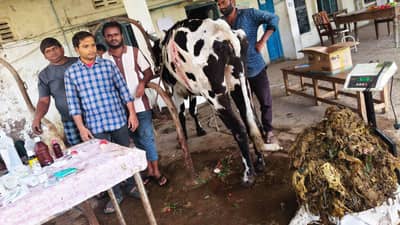 Cow : धक्कादायक! गायीच्या पोटातून निघाले 52 किलो प्लास्टिक, पशुवैद्यकीय अधिकारी झटले तीन तास, असा वाचवला जीव