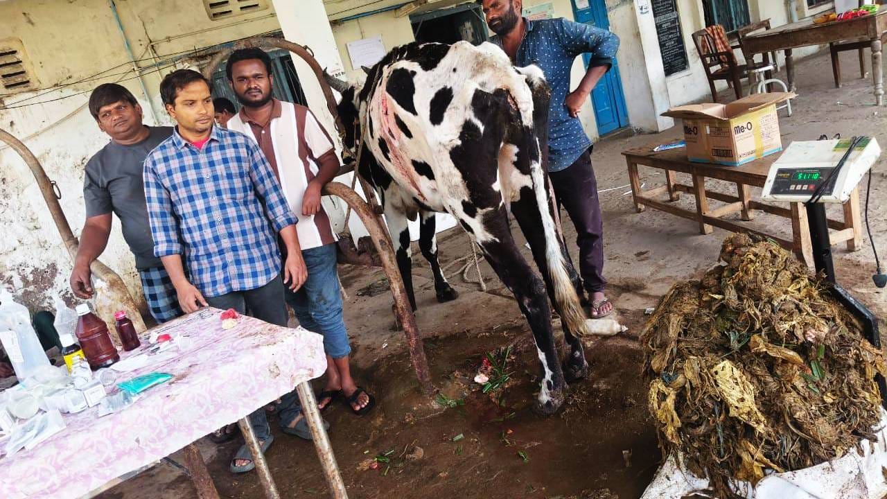 Cow : धक्कादायक! गायीच्या पोटातून निघाले 52 किलो प्लास्टिक, पशुवैद्यकीय अधिकारी झटले तीन तास, असा वाचवला जीव Cow : धक्कादायक! गायीच्या पोटातून निघाले 52 किलो प्लास्टिक, पशुवैद्यकीय अधिकारी झटले तीन तास, असा वाचवला जीव