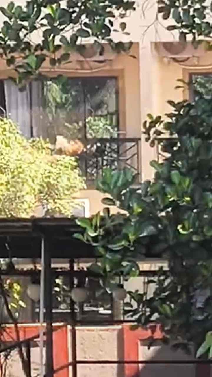 अलिबागमध्ये बिबट्याची दहशत, नागरिकांत भीतीचे वातावरण