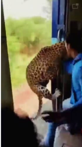 बिबट्याची रेल्वेवर झडप.... बघा फेक व्हायरल व्हिडिओ