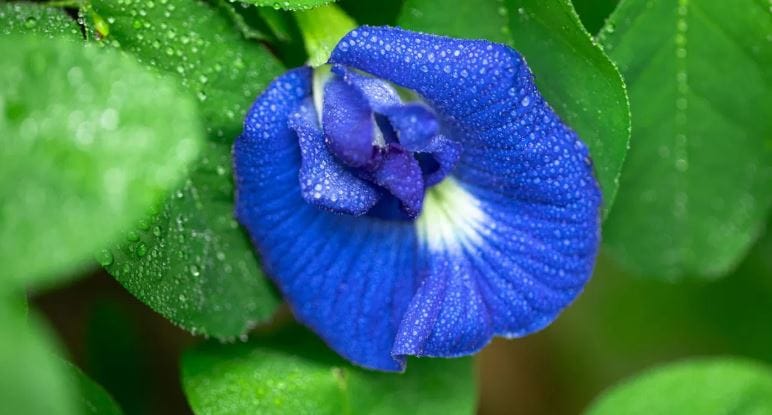 फुल समोर दिसले की मन प्रसन्न होऊन जाते. आपल्या संस्कृतीत फुलांना फारच महत्त्व आहे. जन्मदिन असो किंवा अंत्यविधी असो प्रत्येक वेळी फुलांना वेगळा मान असतो. आजूबाजूला हजारो रंगबेरंगी फुलं आहेत. यातील काही फुलांना तर फारच पवित्र मानले जाते.