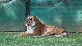 राणी बागेतील 'रुद्र' नावाचा वाघ बेपत्ता, या नेत्याच्या दाव्याने खळबळ