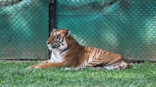 राणी बागेतील ‘रुद्र’ नावाचा वाघ बेपत्ता, सत्ताधारी नेत्याच्या दाव्याने उडाली खळबळ
