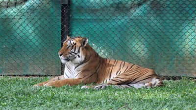 राणी बागेतील रुद्र नावाचा वाघ बेपत्ता, सत्ताधारी नेत्याच्या दाव्याने उडाली खळबळ
