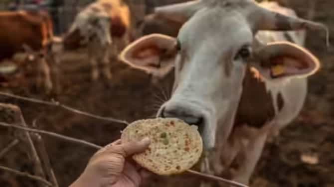 गायीला भाकरी किंवा चपाती खायला दिल्याने तुम्हाला मिळतील आश्चर्यकारक फायदे, फक्त या गोष्टी ठेवा लक्षात