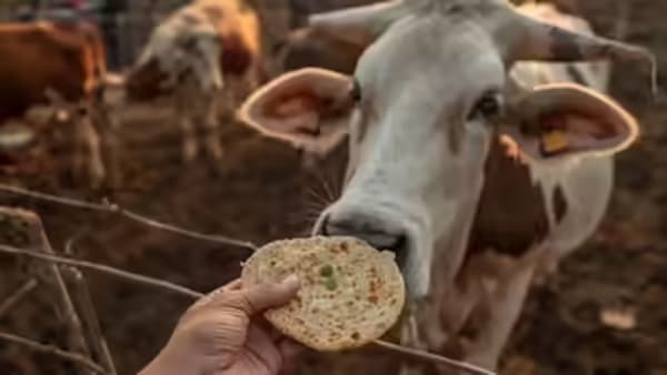 गायीला भाकरी किंवा चपाती खायला दिल्याने तुम्हाला मिळतील आश्चर्यकारक फायदे, फक्त या गोष्टी ठेवा लक्षात