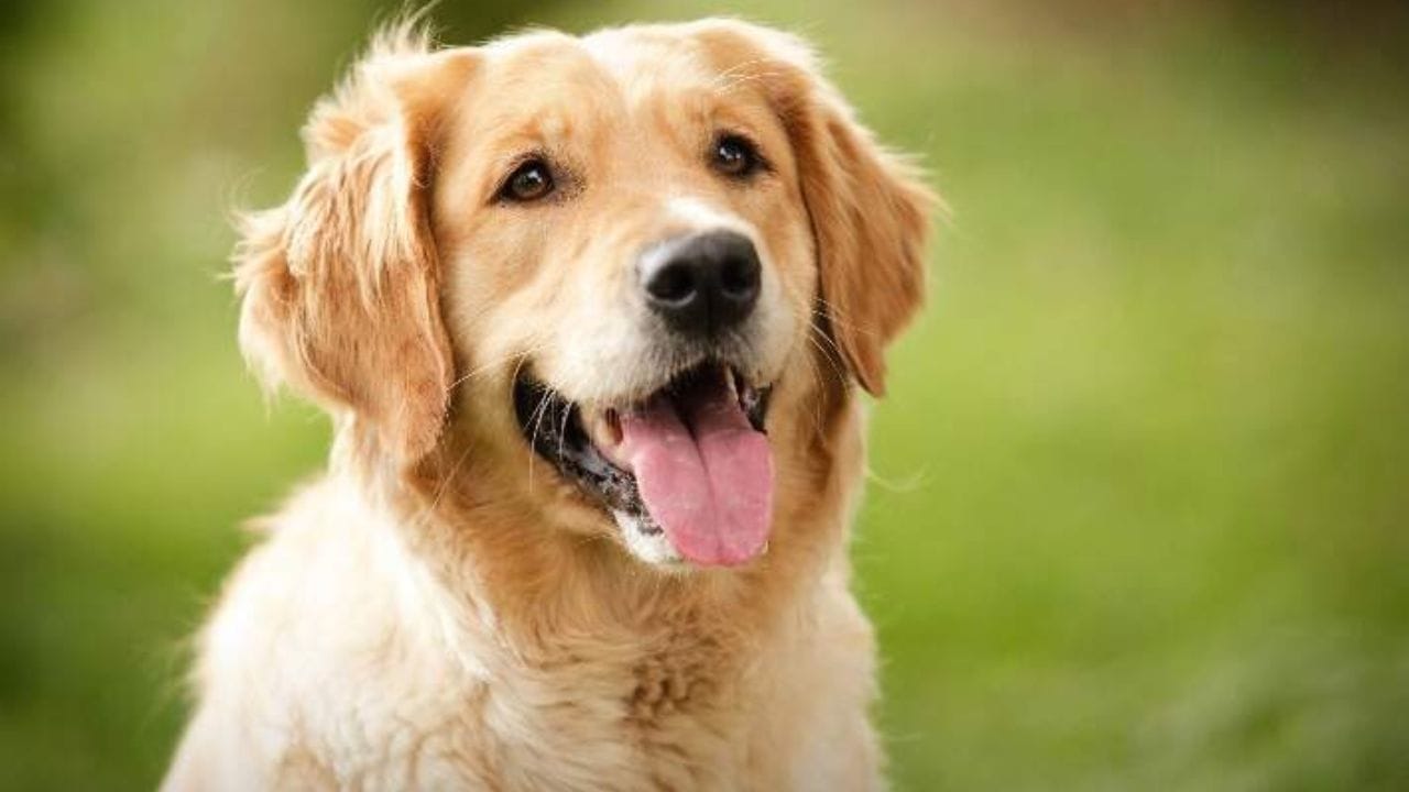 अलिकडेच मालदीवचे राष्ट्राध्यक्ष मोहम्मद मुईजू यांनी पशु कल्याण अधिनियमाला मंजूरी दिली आहे. येथे कुत्र्यांसह प्रतिबंधित जनावरासंबंधित दंड खूप कठोर केलेला आहे. कस्टम, बंदरे आणि बेटावर या नियमांची अंमलबजावणी सक्तीने केली जाते. 