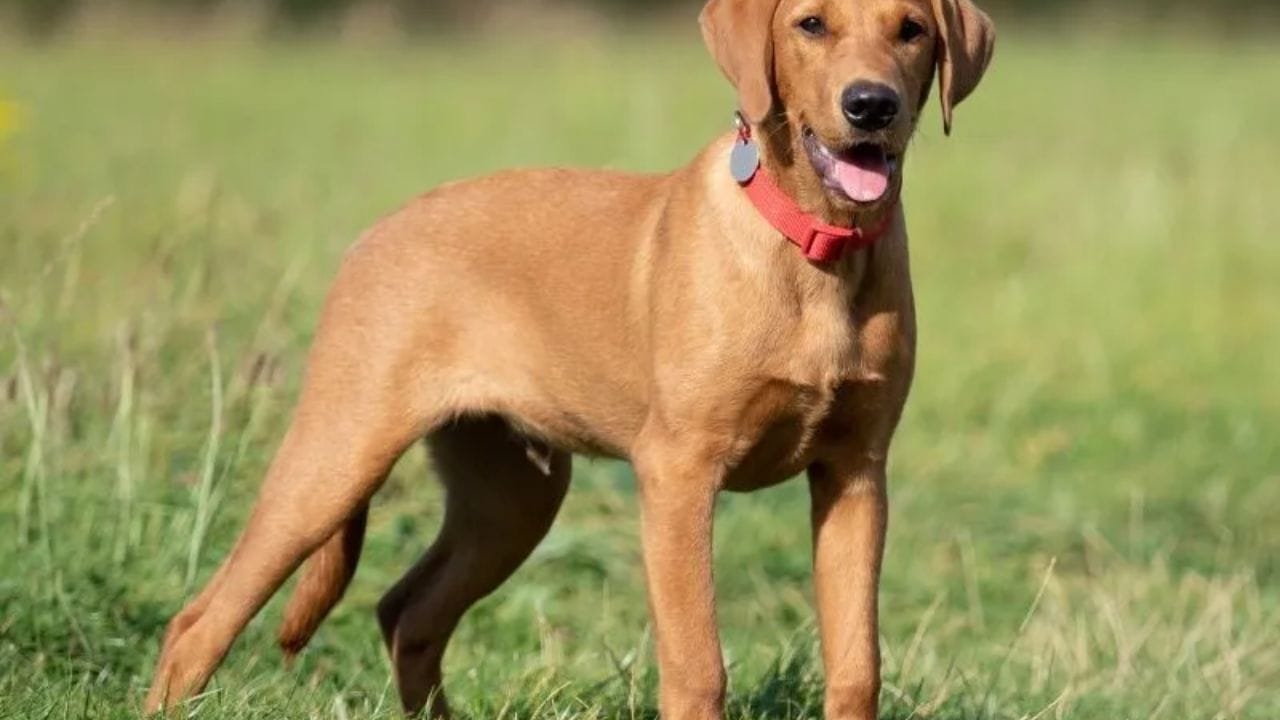  पर्यटकांना कोणत्याही परिस्थितीत मालदीवमध्ये कुत्रे आणण्याची परवानगी दिलेली नाही. जर पर्यटकाने चुकून किंवा अनपेक्षितपणे कुत्रा आणला तर कस्टम अधिकारी तो ताबडतोब जप्त करतात. त्या प्राण्याला एकतर त्याच्या मूळ देशात परत पाठवले जाते किंवा पर्यटक निघेपर्यंत कस्टम बॉन्ड सुविधेत ठेवले जाते.