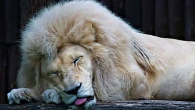 GK: सिंह 20 तास का झोपतो ? हत्तींच्या कळपाचे नेतृत्व हत्तीणच का करते ?