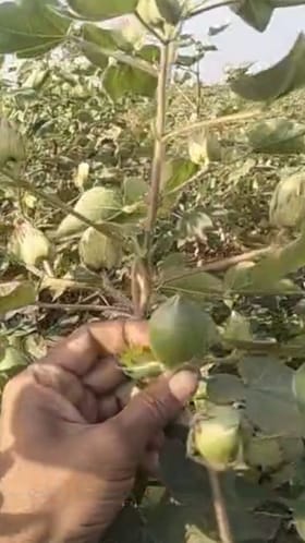 शेतकरी पुन्हा संकटात! कपाशीवर बोंड अळीचा हल्ला.