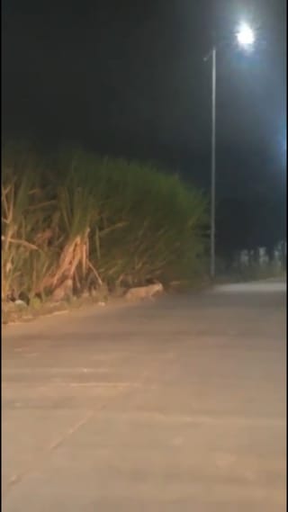 आंबेगावात दोन बिबट्यांचा मुक्त संचार, कॉलेज परिसरात भीतीचे वातावरण