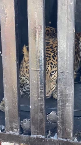 सुलतानपूरमध्ये दहशत असलेल्या बिबट्याला जेरबंद करण्यात वनविभागाला यश.