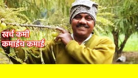 शेतकऱ्यांसाठी ATM पेक्षा कमी नाही या फळाची शेती! कमाईच कमाई.