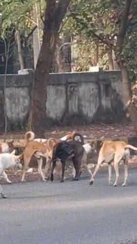 अमरावतीत मोकाट कुत्र्यांचा हैदोस! एकाच मृत्यू.