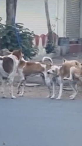 अमरावतीत मोकाट कुत्र्यांचा हैदोस! एकाचा मृत्यू.