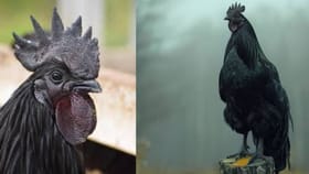 जगातील सर्वात महागडं अंड देणारी कोंबडी कोणती? एका अंड्याची किंमत....