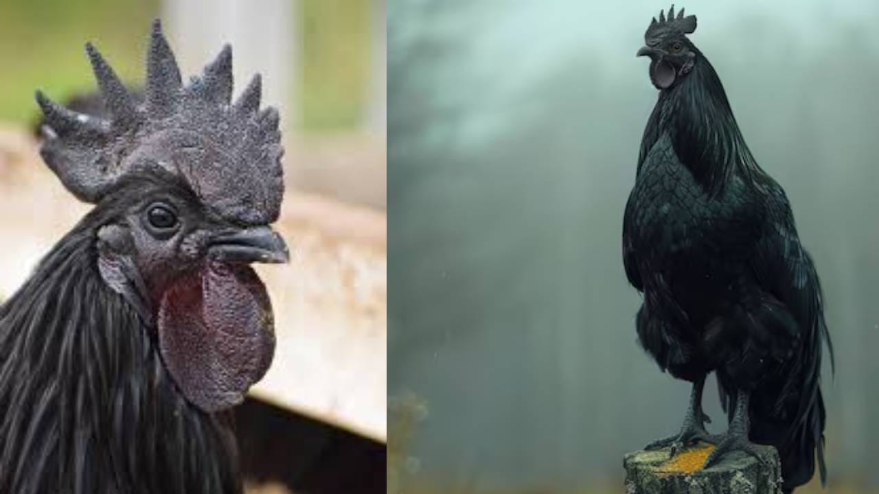 Most Expensive Egg: जगातील सर्वात महागडं अंड देणारी कोंबडी कोणती? एका अंड्याची किंमत जाणून थक्क व्हाल