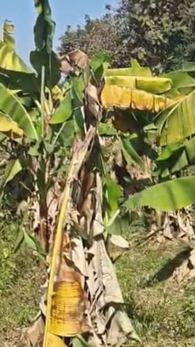 केळी पिकातून मिळवला चार लाखांचा नफा!.