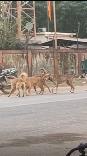 भंडाऱ्यात भटक्या कुत्र्यांचा हैदोस