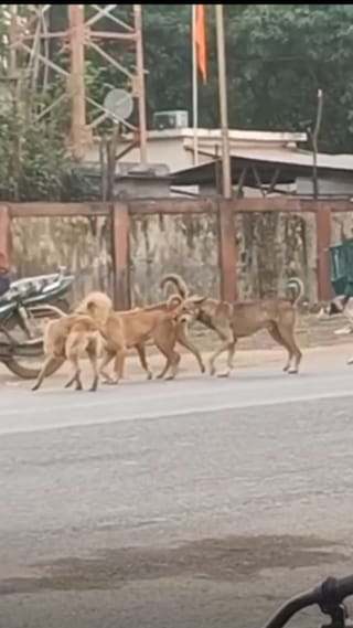 भंडाऱ्यात भटक्या कुत्र्यांचा हैदोस