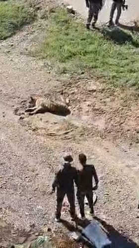 पवनी येथे कालव्यात आढळला जखमी वाघ; वन विभागाकडून बचाव