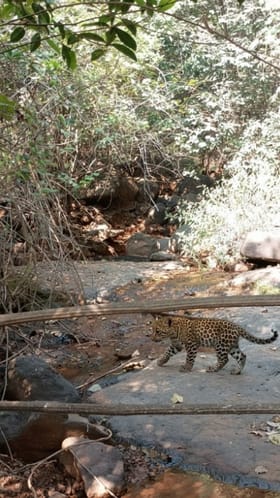 पुण्यात बिबट्याच्या बछड्याचे दर्शन; भोर तालुक्यात दहशत