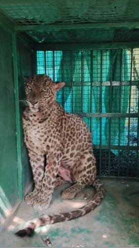 घरामध्ये शिरलेल्या बिबट्याला वन विभागाने पकडले.