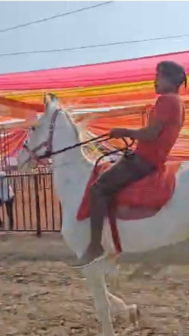 आश्वांच्या पंढरीत 21 लाखाच्या बाबा घोड्याची चर्चा