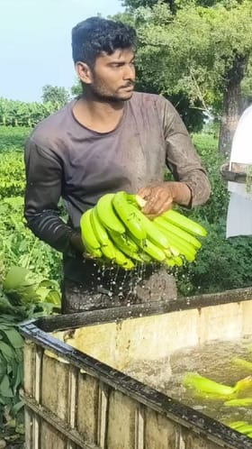 बाजार समितीत आवक घटताच केळीचे भाव आता 1000 रुपयांपर्यंत.