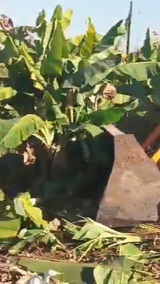 भाव घसरल्याने शेतकऱ्याने केळीच्या पिकावर फिरवला जेसीबी