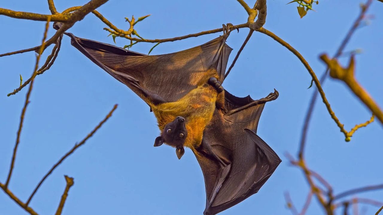 पायांची विशिष्ट रचना : वटवाघळांचे मागचे पाय खूप लहान आणि अविकसित असतात. त्यामुळे ते जमिनीवर उभे राहू शकत नाहीत किंवा इतर पक्ष्यांप्रमाणे धावून उड्डाणासाठी लागणारा वेग पकडू शकत नाहीत.