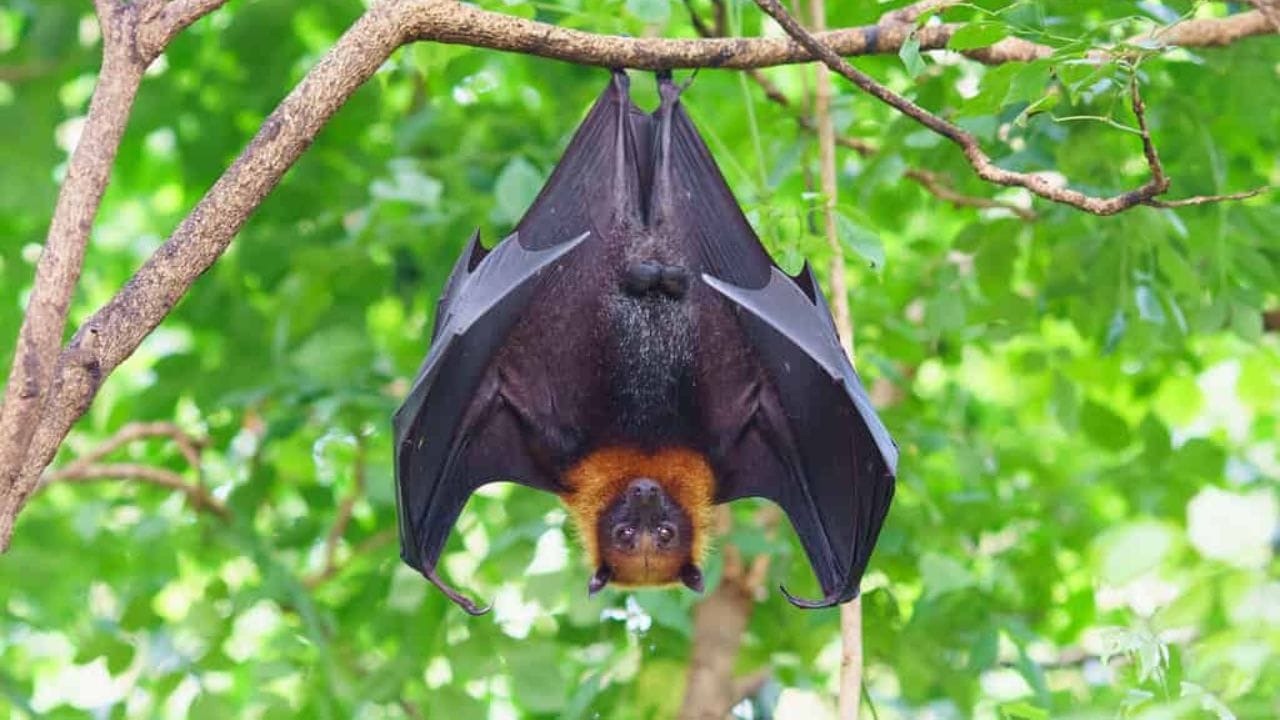 विशेष 'टेंडन' लॉकिंग सिस्टीम : वटवाघळांच्या पायात विशिष्ट स्नायूबंध असतात. जेव्हा ते फांदीला पकडतात, तेव्हा त्यांच्या शरीराच्या वजनामुळे हे पंज्याचे लॉक आपोआप बंद होते. यामुळे ते गाढ झोपेत असले तरी खाली पडत नाहीत.