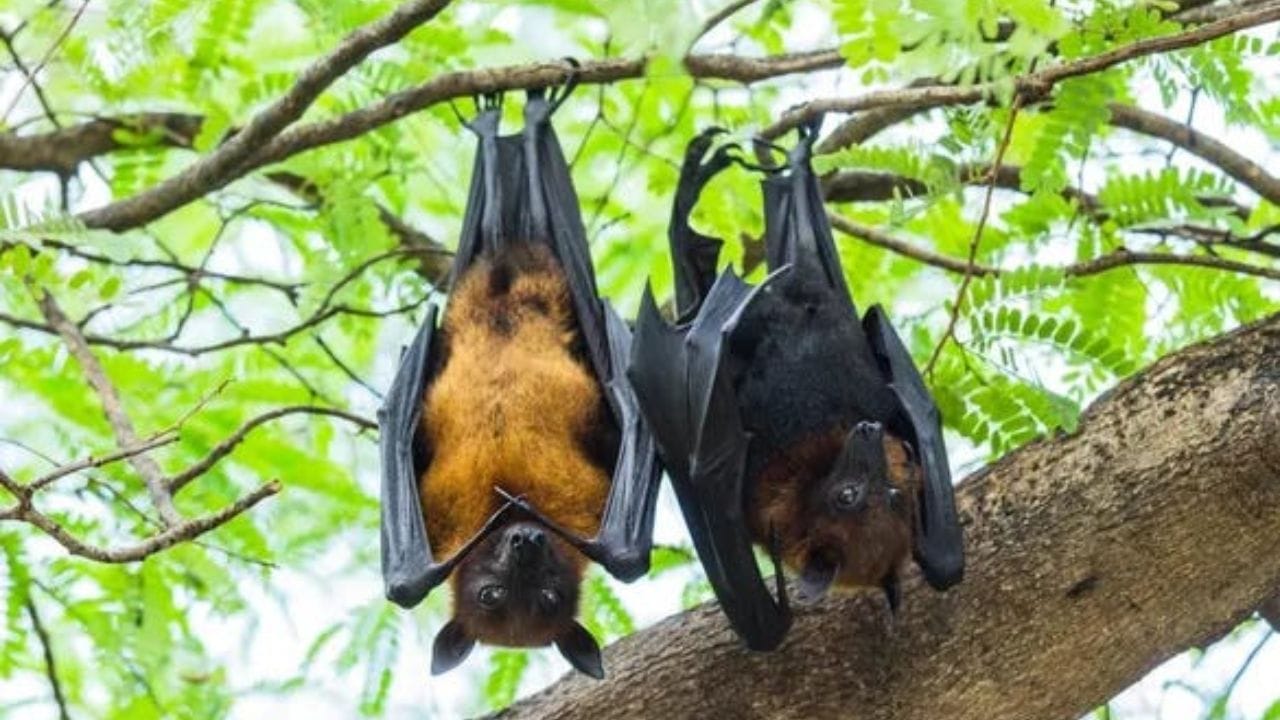 ऊर्जेची बचत : उलटे लटकणे ही वटवाघळांसाठी सर्वात आरामदायी स्थिती असते. यासाठी त्यांना कोणतीही स्नायूंची ताकद वापरावी लागत नाही. त्यांच्या शरीराचे वजनच त्यांचे पंजे घट्ट धरून ठेवण्यास मदत करते, ज्यामुळे त्यांची ऊर्जा वाचते.