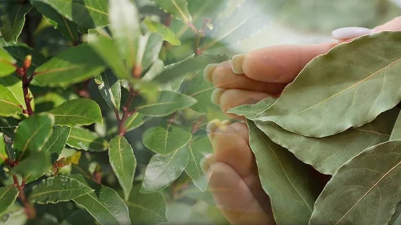 घरी तमालपत्र कसे वाढवावे? माती, पाणी, कंपोस्टमधील प्रत्येक माहिती जाणून घ्या घरी तमालपत्र कसे वाढवावे? माती, पाणी, कंपोस्टमधील प्रत्येक माहिती जाणून घ्या