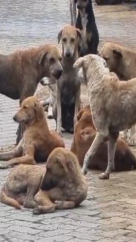 Beed : बीडमध्ये 32 हजार मोकाट कुत्री, नागरिकांमध्ये भीतीचं वातावरण