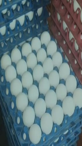 Bhandara : अंड्यांच्या दरात विक्रमी वाढ, डझनाचा भाव 100 पार.