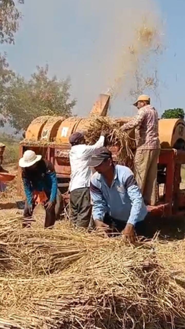 भोरमध्ये शेतकऱ्यांची भात कापणी करून, भरडण्याची लगबग