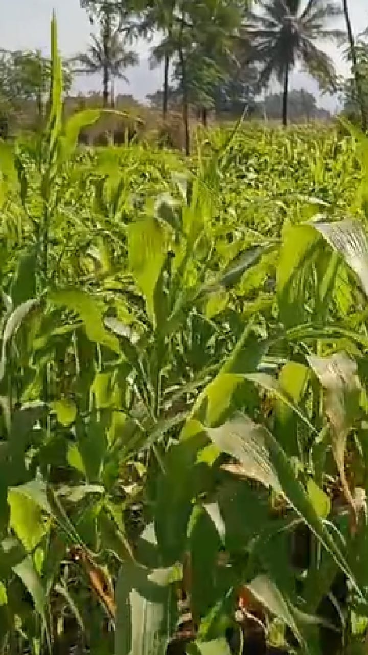 Bhor : पुण्याच्या भोर तालुक्यात थंडीचा कडका, रब्बी हंगामातील पिकांसाठी पोषक वातावरण