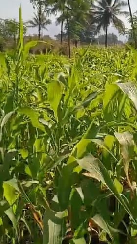 Bhor : पुण्याच्या भोर तालुक्यात थंडीचा कडका, रब्बी हंगामातील पिकांसाठी पोषक वातावरण.