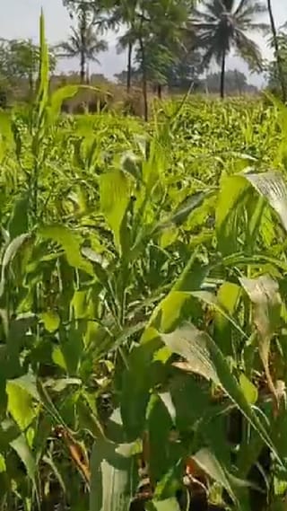 Bhor : पुण्याच्या भोर तालुक्यात थंडीचा कडका, रब्बी हंगामातील पिकांसाठी पोषक वातावरण