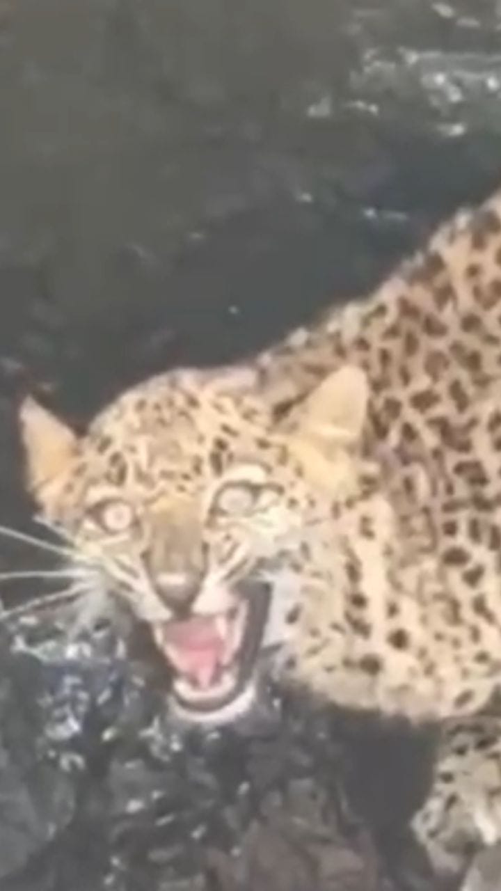 Video : बिबट्या विहिरीत पडला, नागपूरात खळबळ