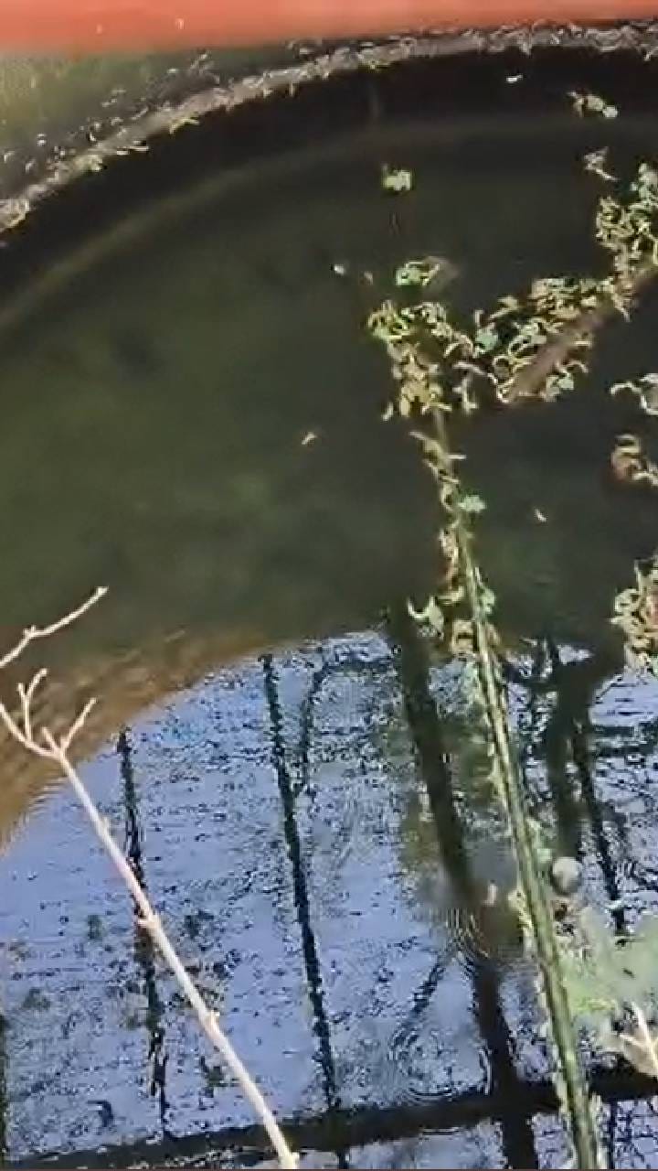 बुलढाणा जिल्हयातील पाणी किती शुद्ध आणि किती अशुद्ध?