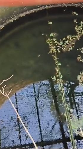 बुलढाणा जिल्हयातील पाणी किती शुद्ध आणि किती अशुद्ध?.