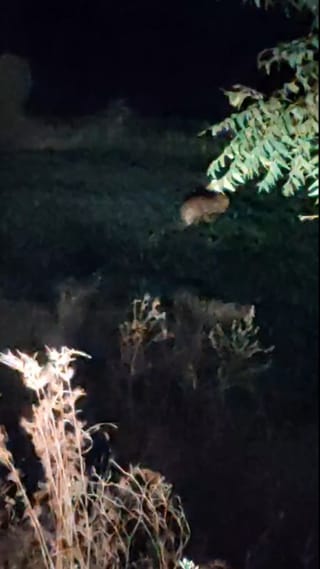 बुलढाण्यात बिबट्याची दहशत, शेतकऱ्यांमध्ये भीतीचे वातावरण