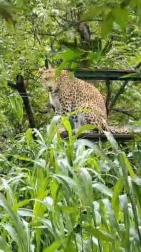 Video : पुण्यातील चाकण परिसरात बिबट्यांचा वावर वाढला