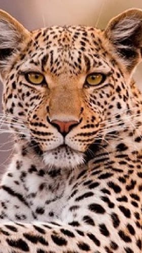 मेहुणबारे येथे बिबट्याचा धुमाकूळ, मोठा हल्ला.