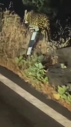 चिपळूणमधील कुंभारली घाट परिसरात रस्त्याच्या कडेला बिबट्याचा वावर.