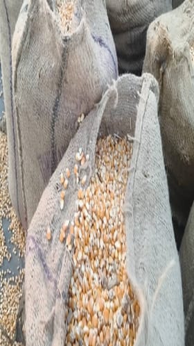 खाजगी खरेदी केंद्रांवर मक्याची आवक वाढली.